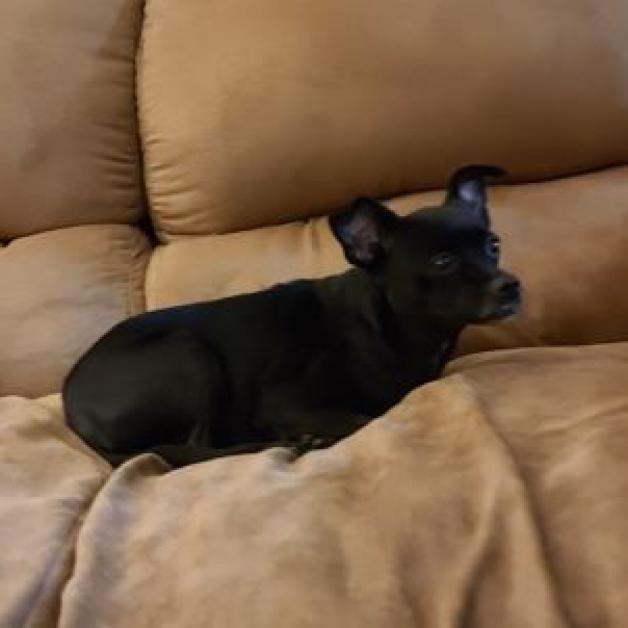 Enlarge Sweetie, a Adoptable Miniature Pinscher in Denison, TX image 4/4