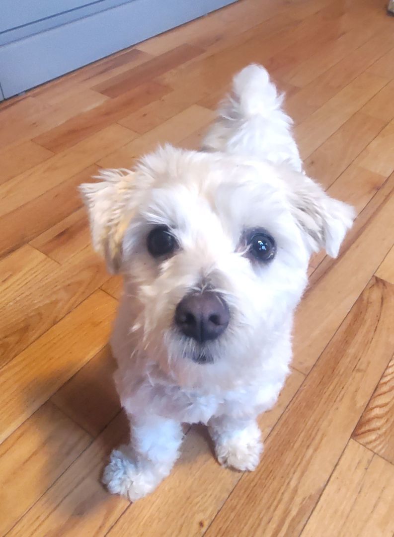 Arnold, Adopted, Young Male Bichon Frise.
