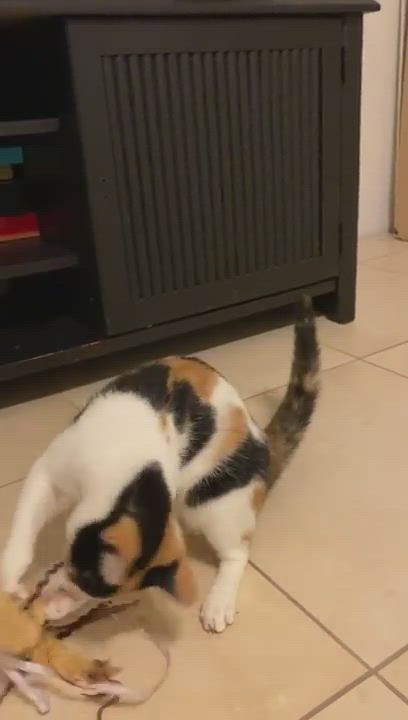 Enlarge Candy, a Adopted Calico in Miami, FL video 8/13