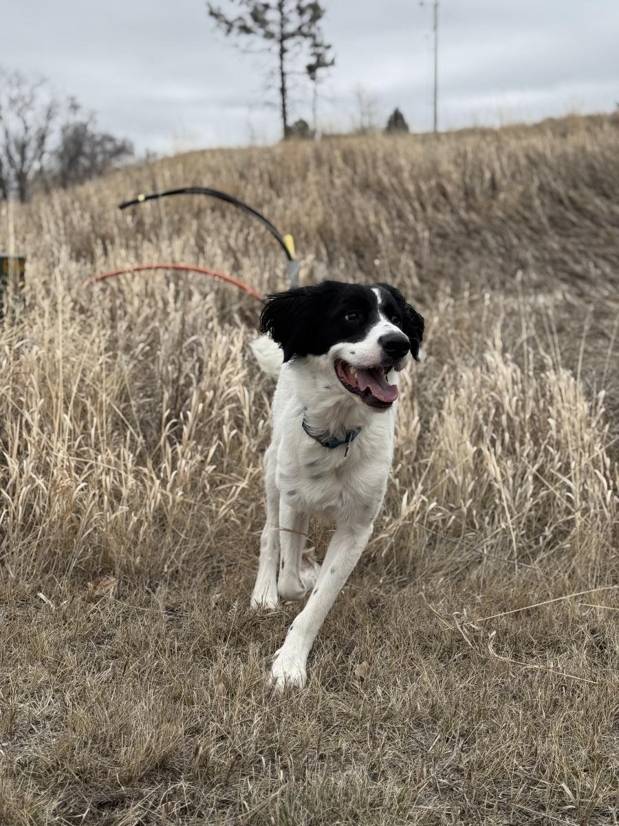 Casper *COURTESY POST*