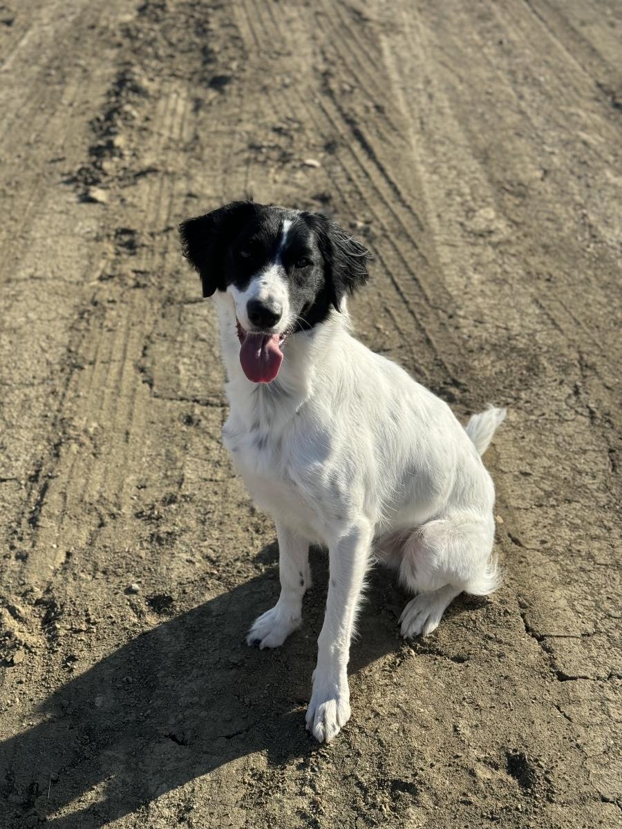 Casper *COURTESY POST*, a Adoptable mixed breed in Lewiston, ID image 2/3