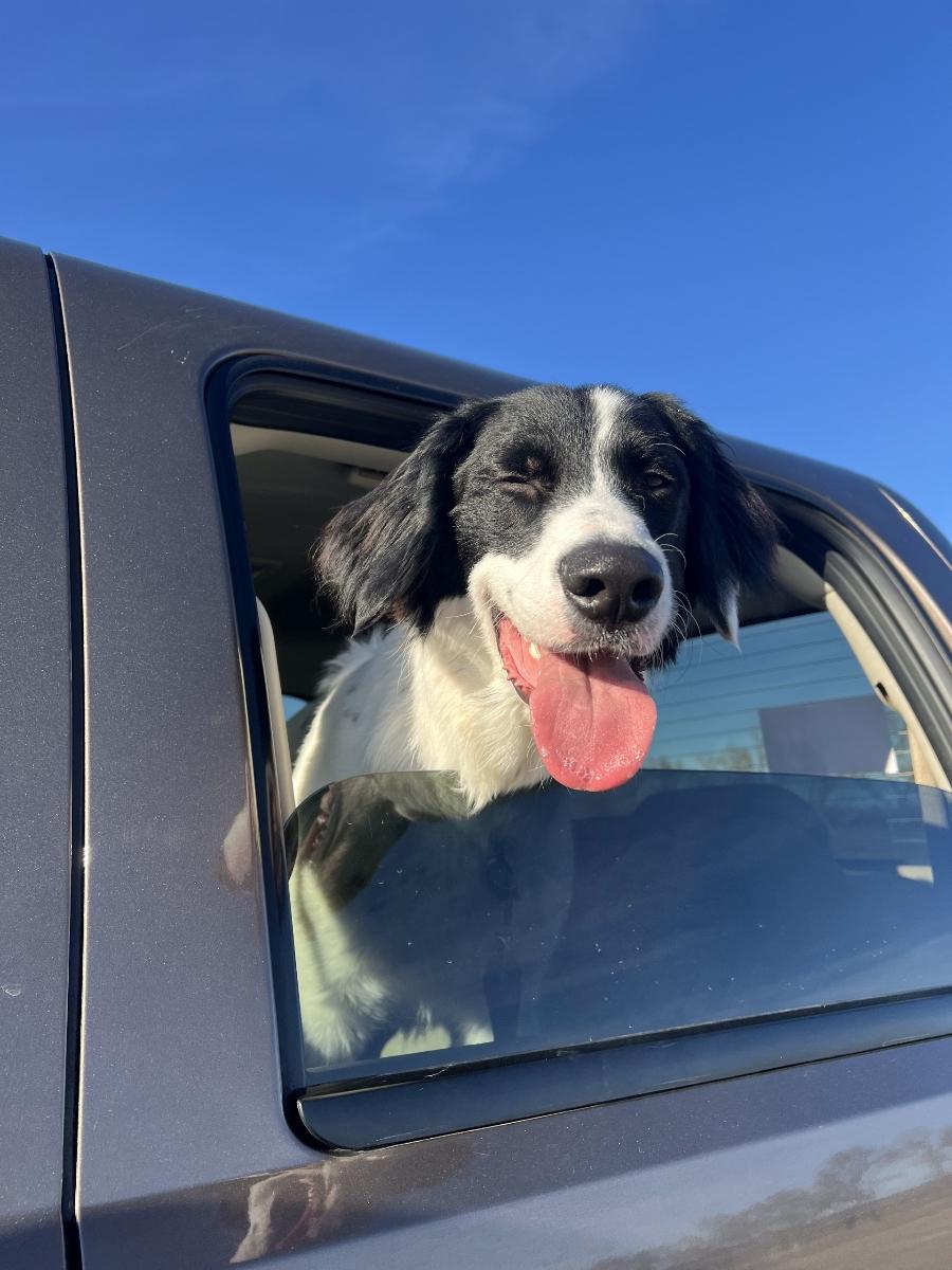 Casper *COURTESY POST*, Adoptable, Adult Male Border Collie.