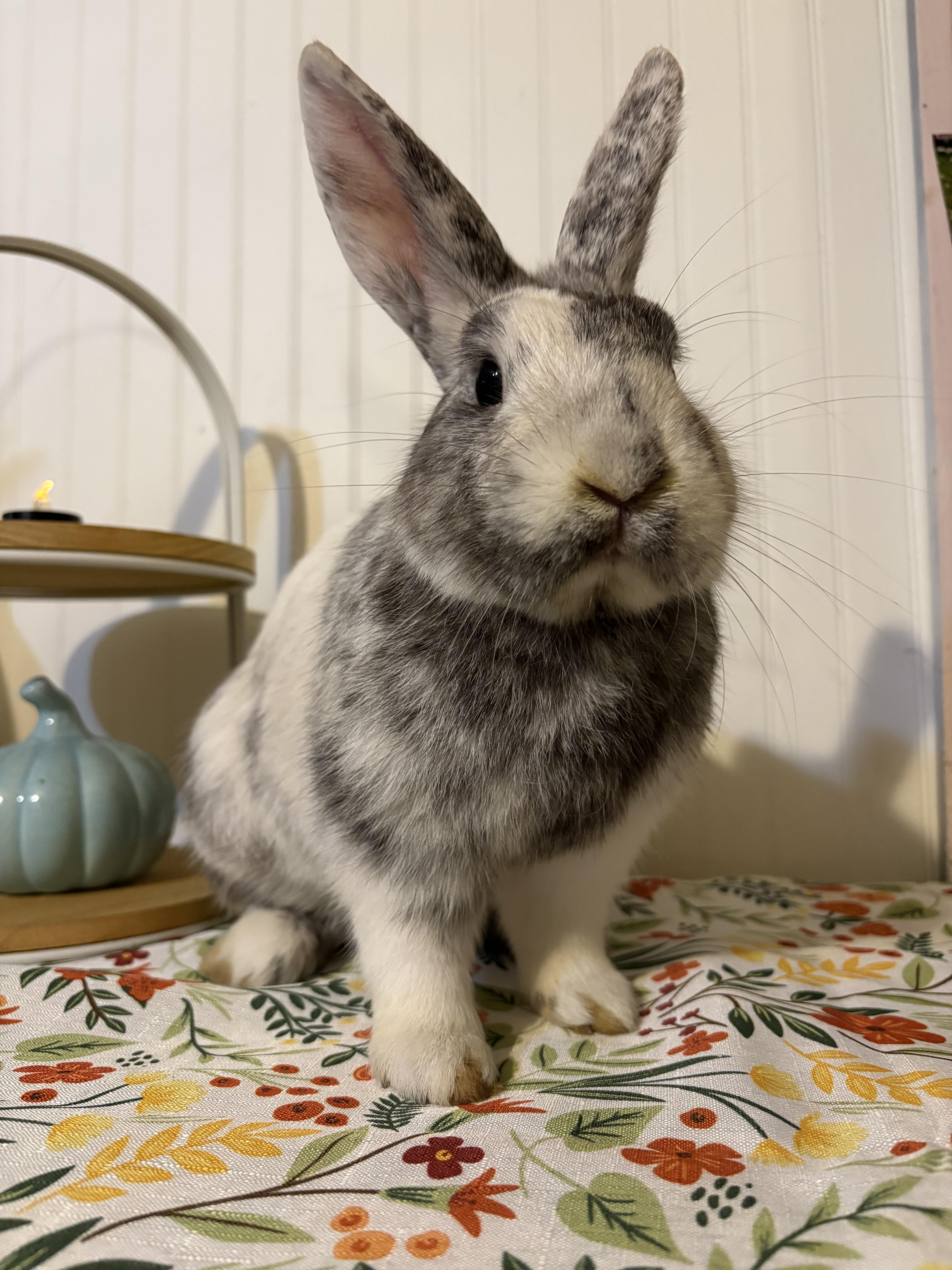 Enlarge Granite, an adoptable mixed breed in Eugene, OR image 1/6