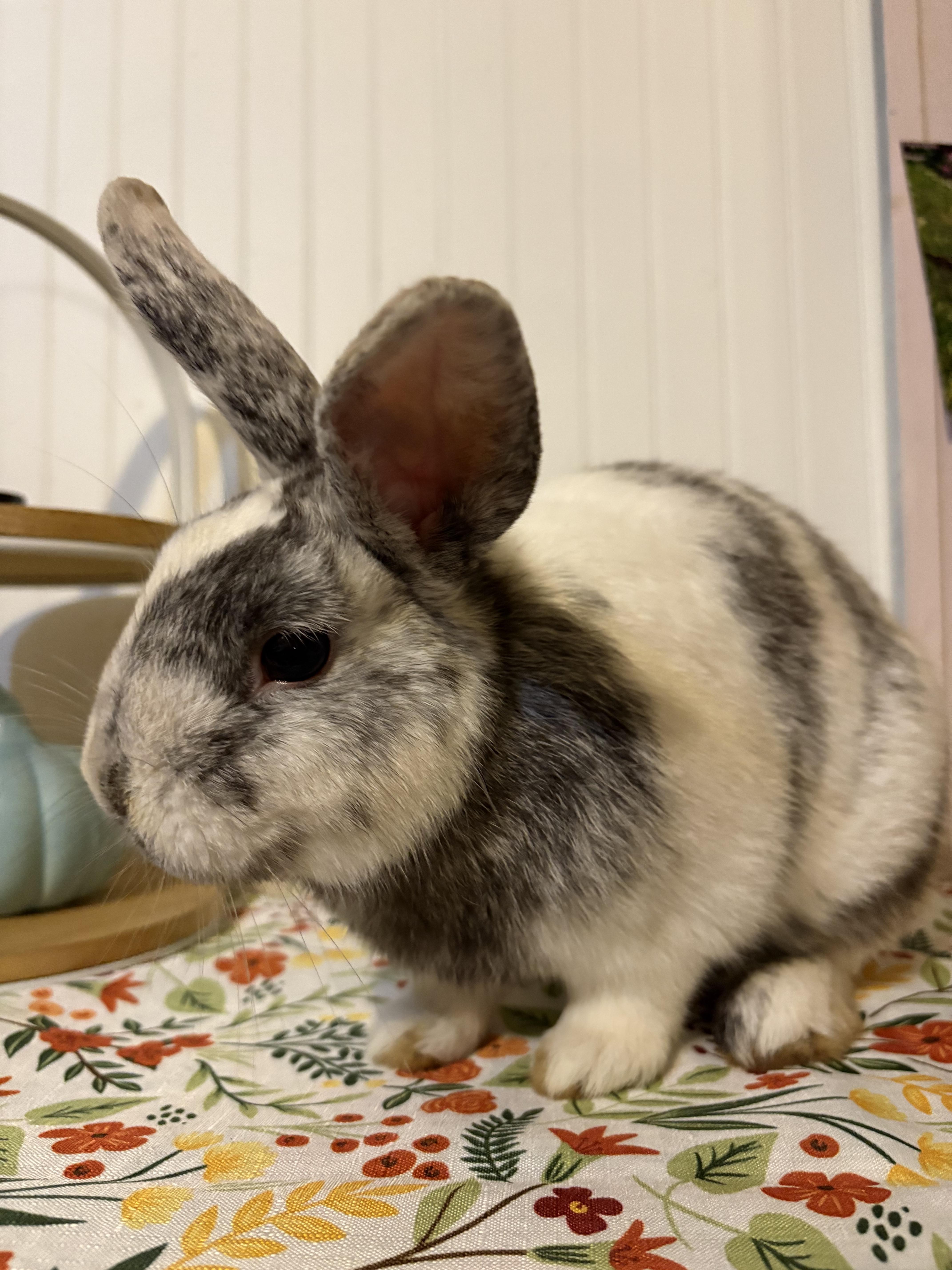 Enlarge Granite, an adoptable mixed breed in Eugene, OR image 2/6