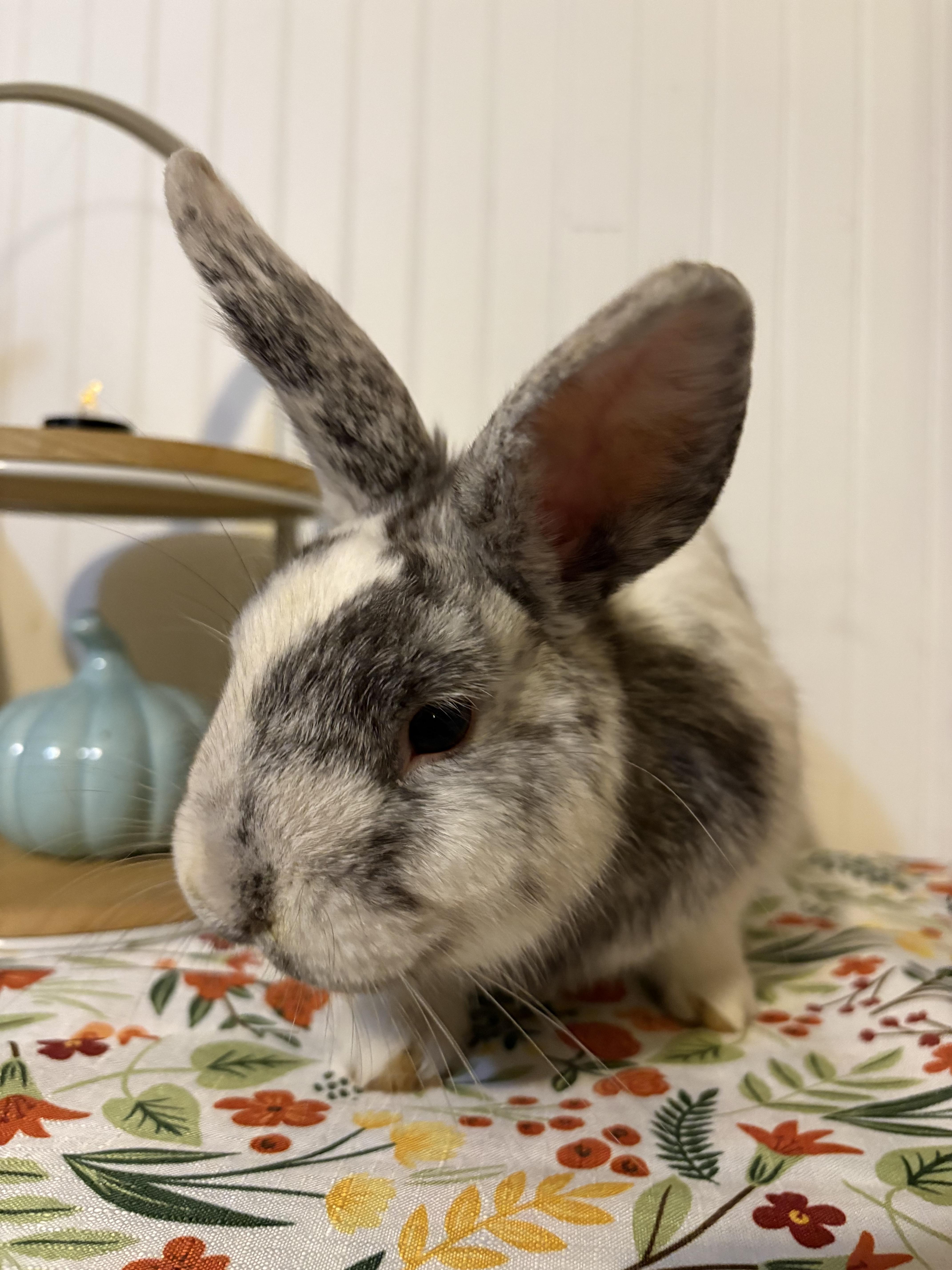 Enlarge Granite, an adoptable mixed breed in Eugene, OR image 3/6