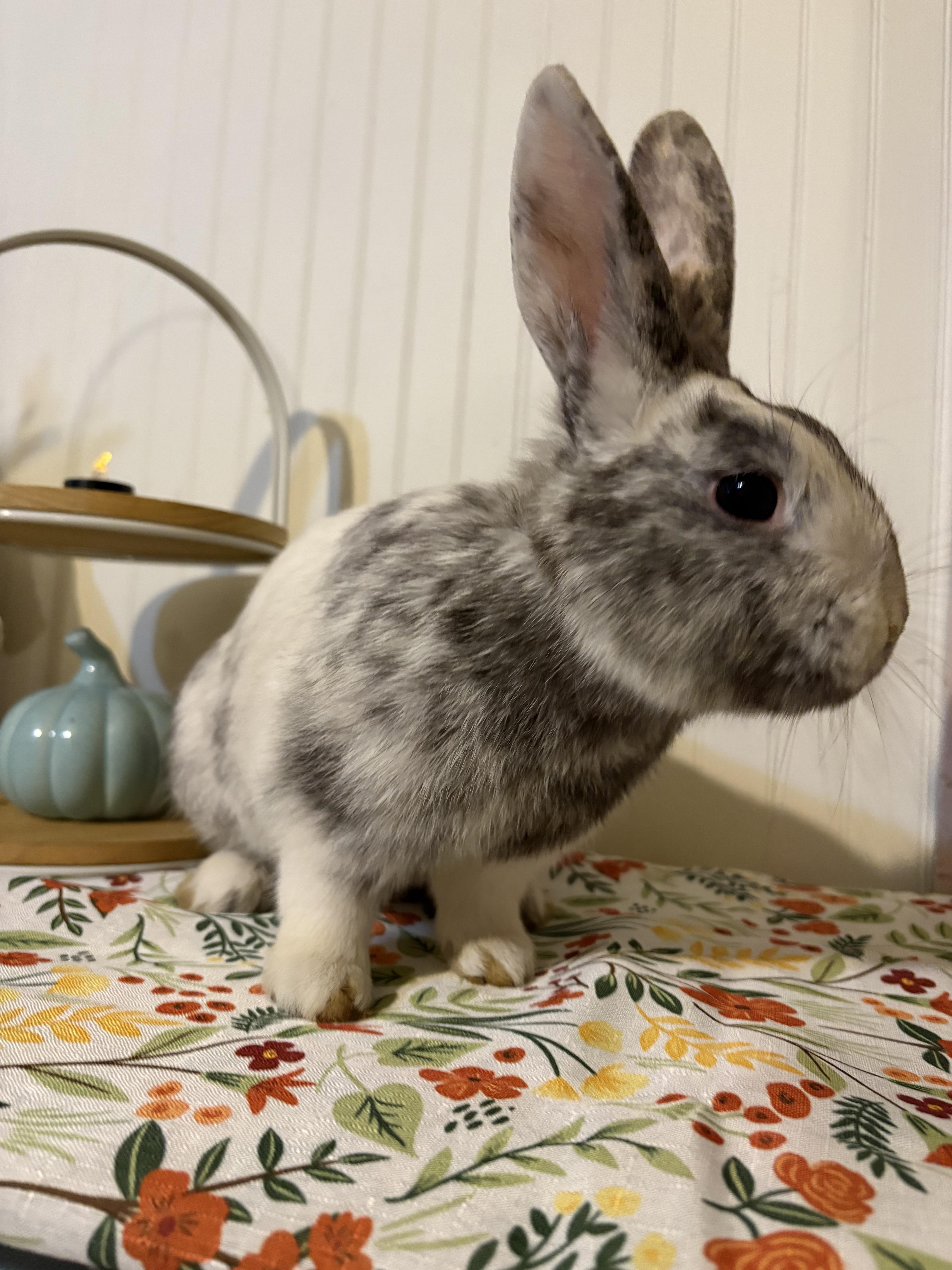 Enlarge Granite, an adoptable mixed breed in Eugene, OR image 4/6