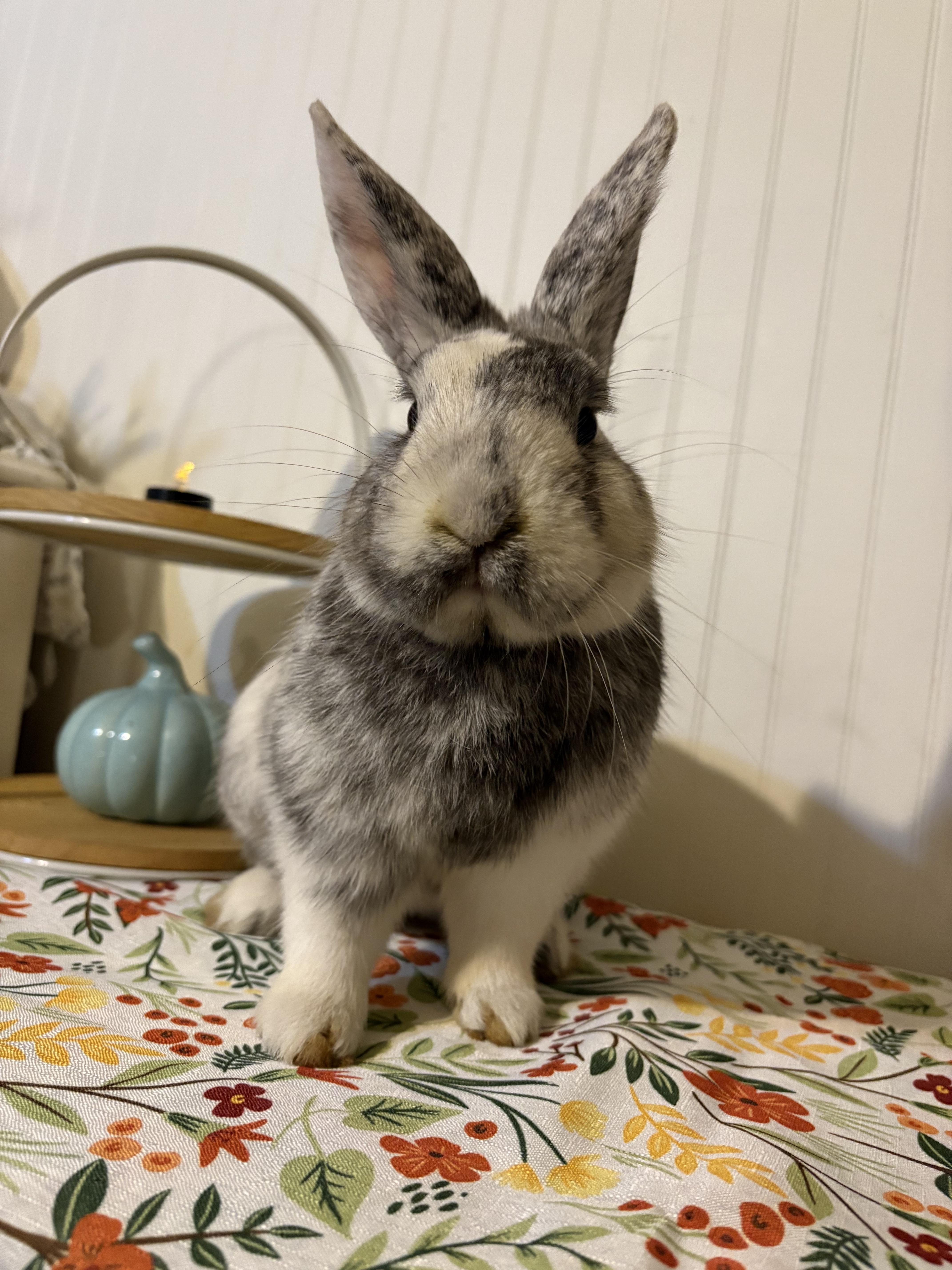 Enlarge Granite, an adoptable mixed breed in Eugene, OR image 5/6