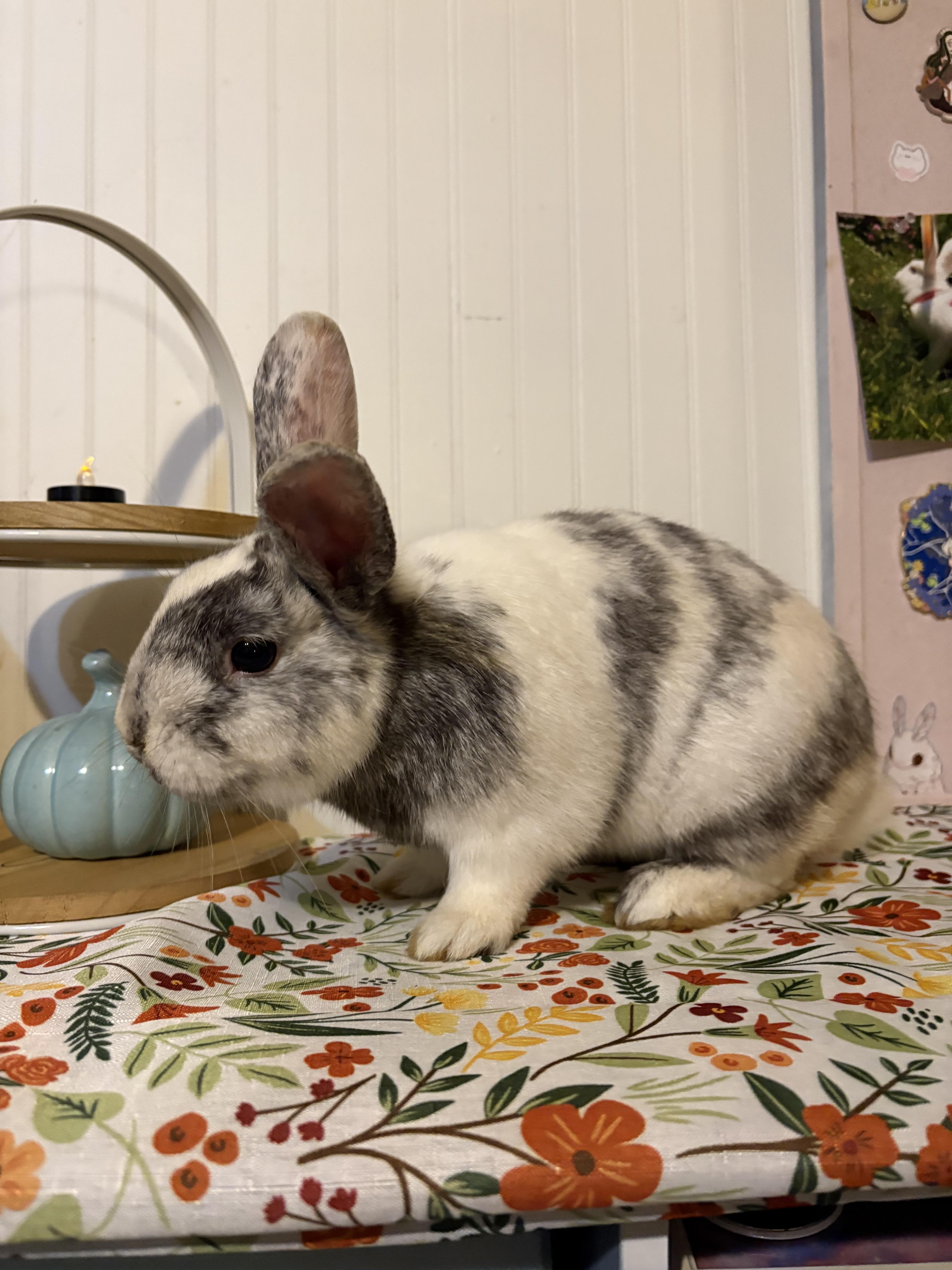 Enlarge Granite, an adoptable mixed breed in Eugene, OR image 6/6