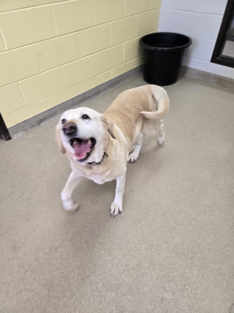 Enlarge Bailee-Not Accepting Applications Yet, a ADOPTABLE Yellow Labrador Retriever in Medina, OH image 3/3