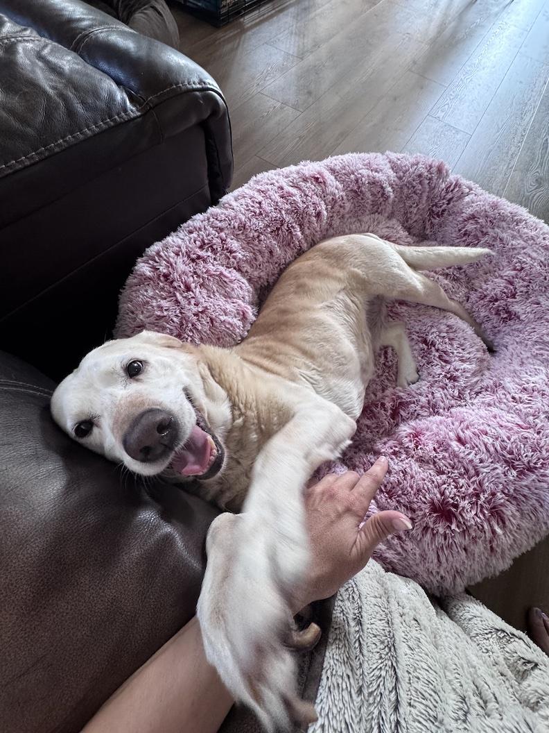 Bailee-Not Accepting Applications Yet, ADOPTABLE, Senior Female Yellow Labrador Retriever.