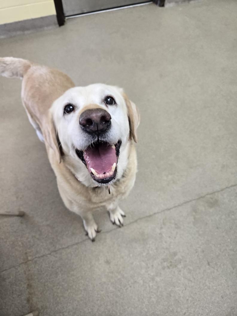 Enlarge Bailee-Not Accepting Applications Yet, a ADOPTABLE Yellow Labrador Retriever in Medina, OH image 2/3