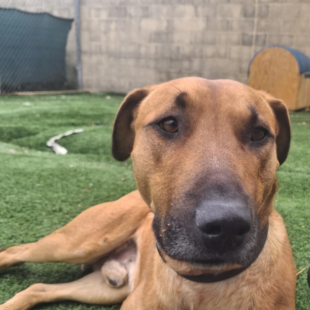 Benny, Adoptable, Adult Male Black Mouth Cur & Mixed Breed.