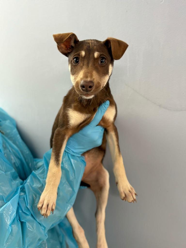 Buttered Roll, Adoptable, Puppy Female Husky & Mixed Breed.