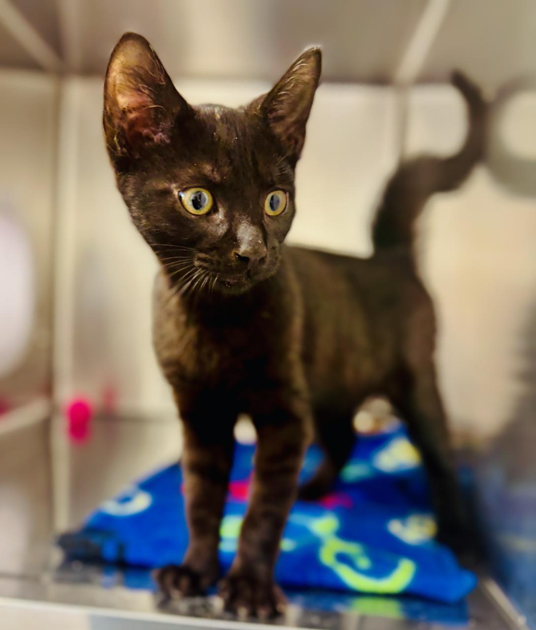 Lenny, adoptable, Kitten Male Domestic Short Hair.