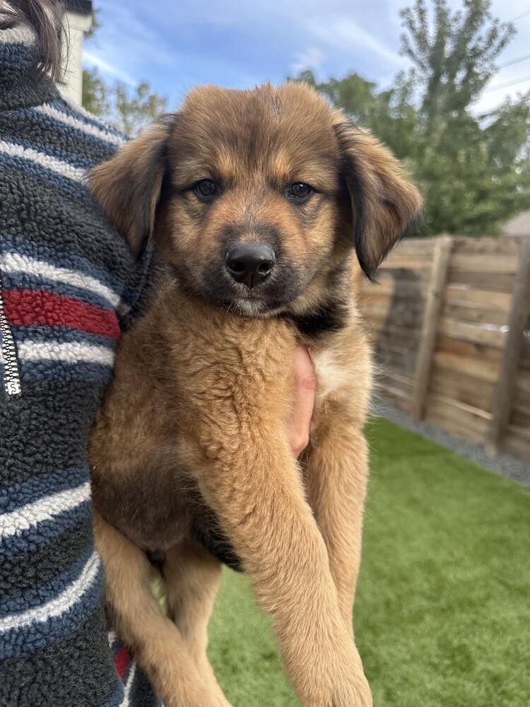 Enlarge Toto, a Adoptable mixed breed in Denver, CO image 2/3