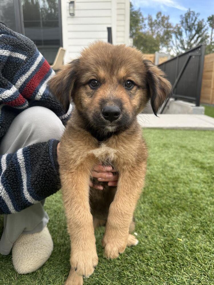 Enlarge Toto, a Adoptable mixed breed in Denver, CO image 3/3