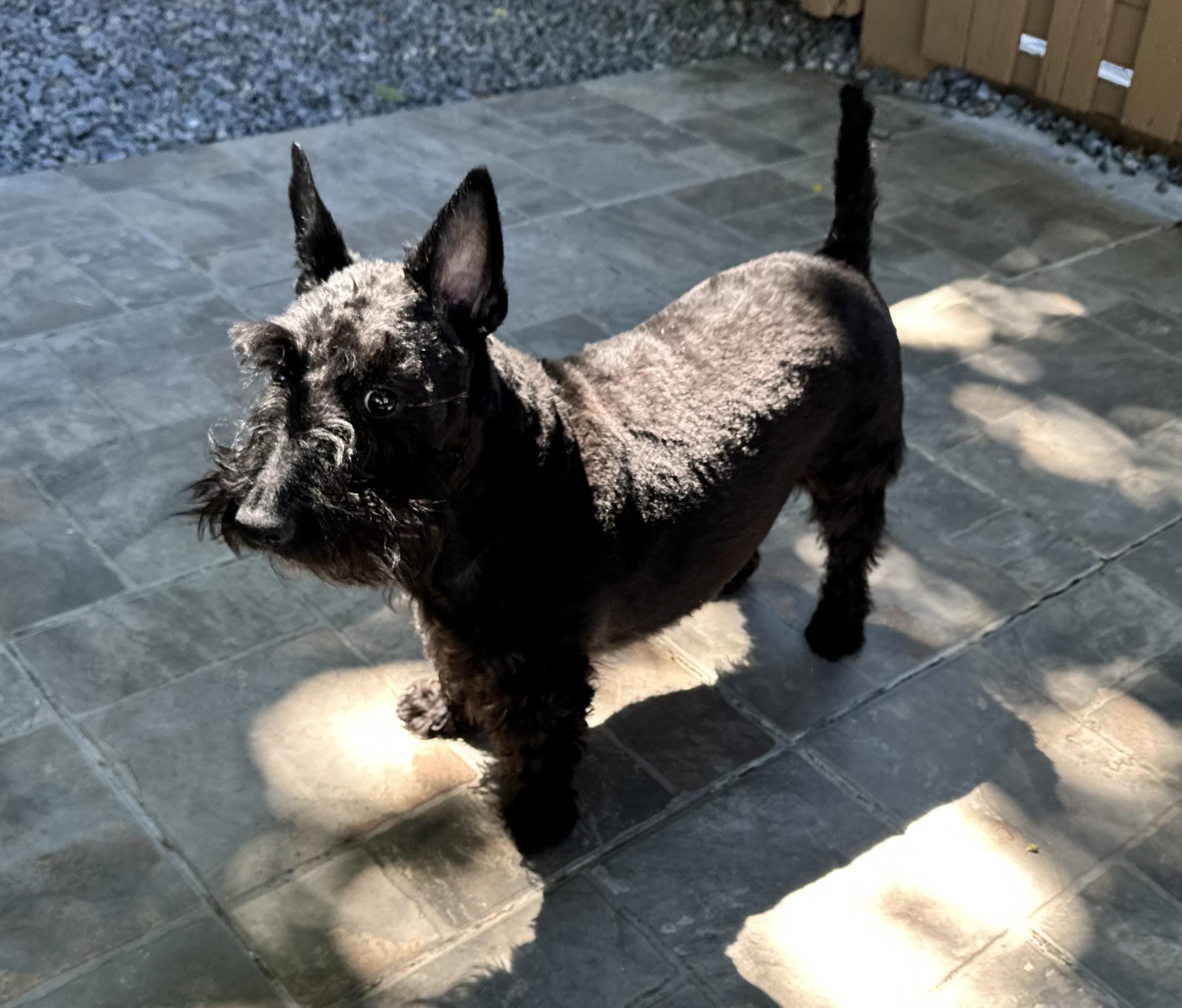 Enlarge Rey, a Adopted Scottish Terrier in Silver Spring, MD image 2/3