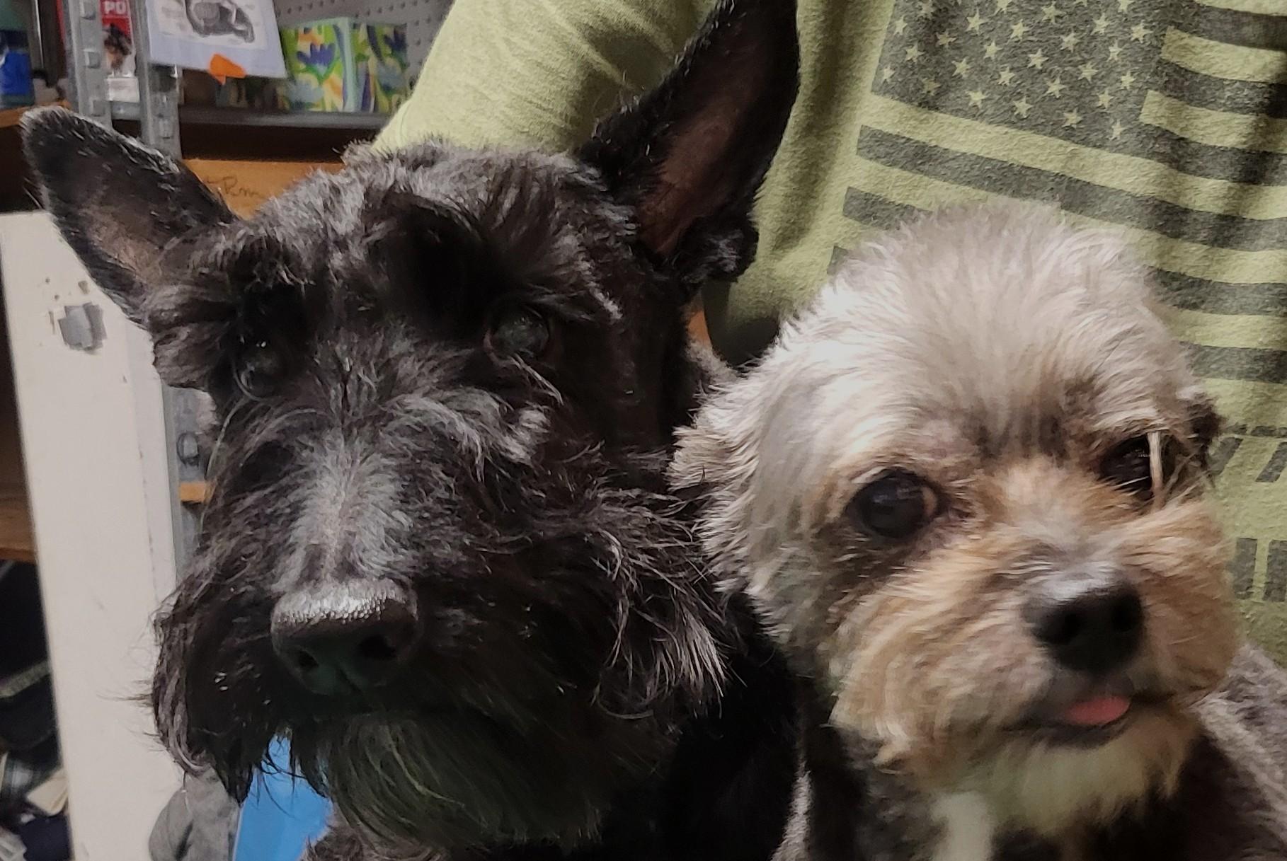 Enlarge Rey, a Adopted Scottish Terrier in Silver Spring, MD image 3/3