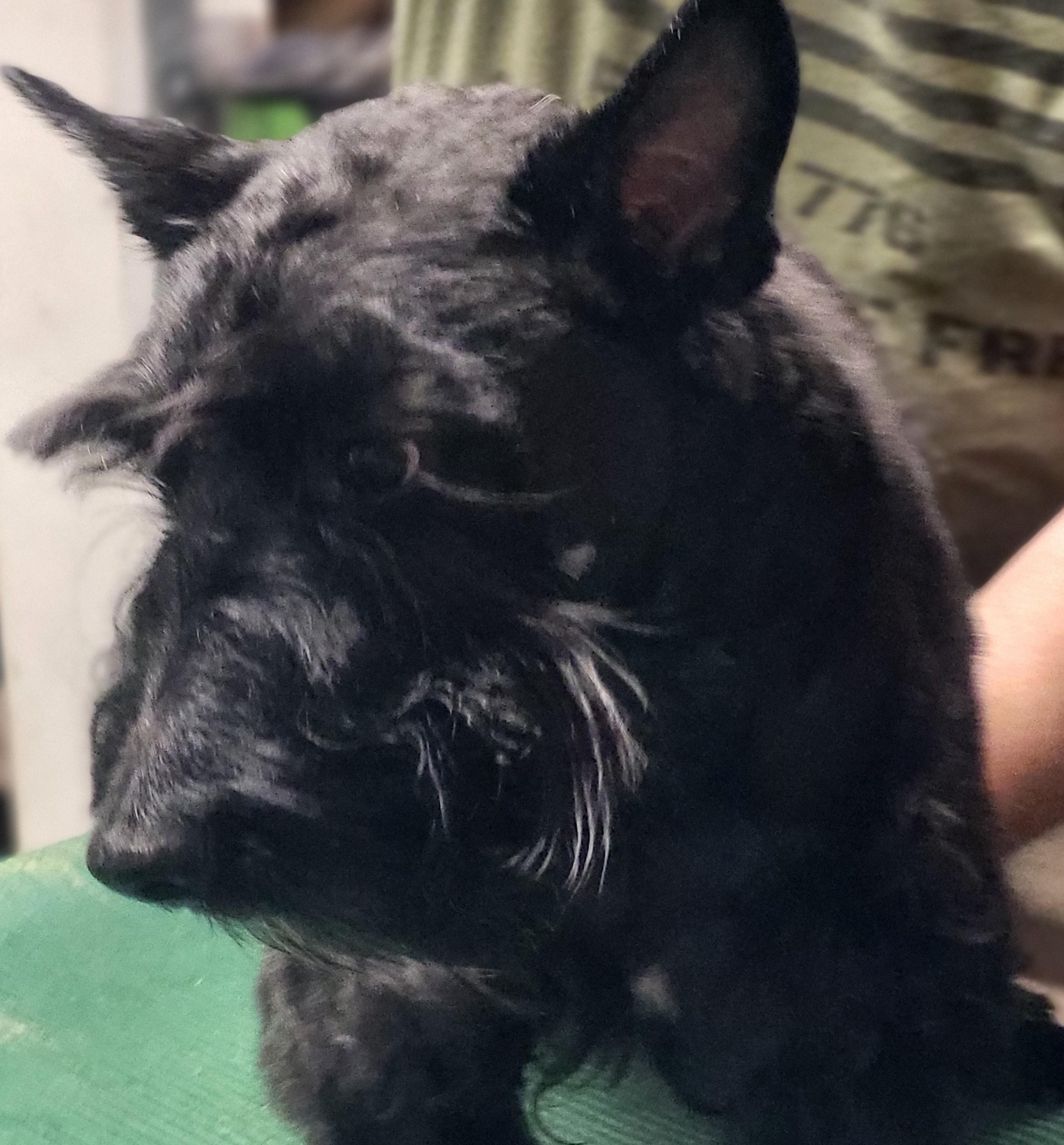 Rey, Adopted, Adult Female Scottish Terrier.