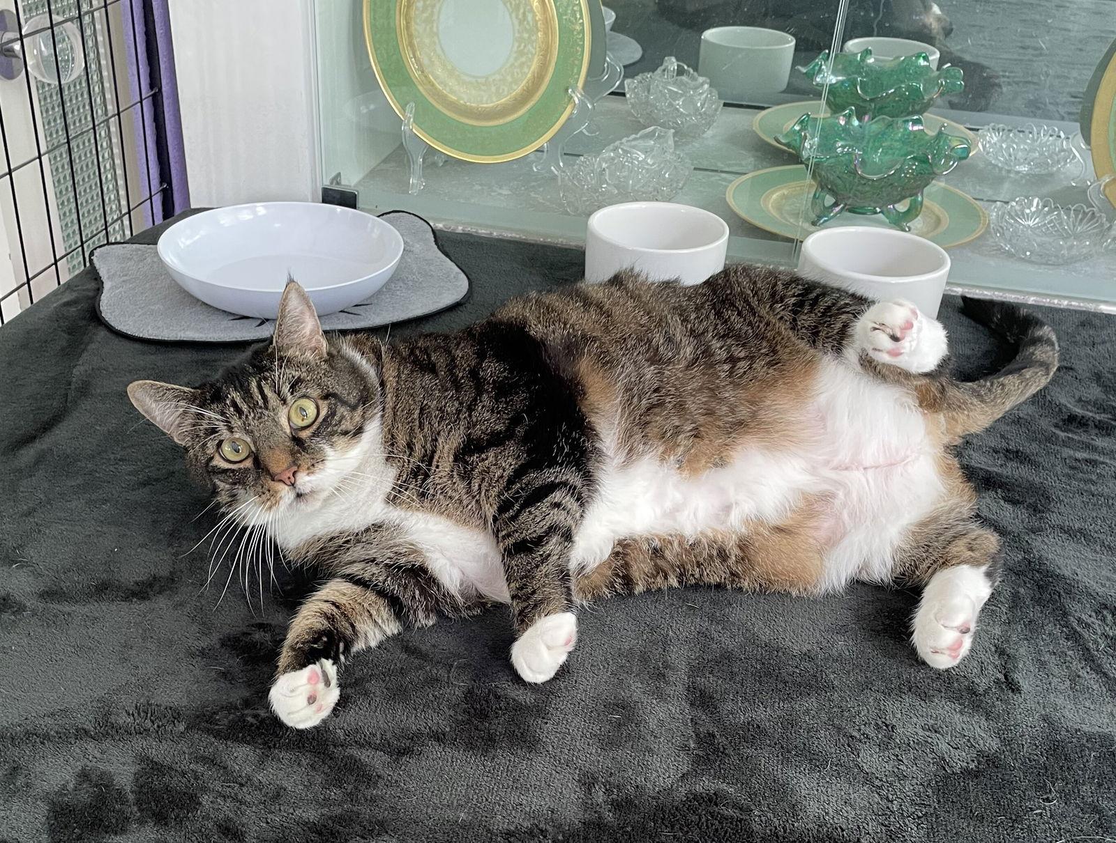 Calvin, Adoptable, Senior Male Domestic Short Hair.