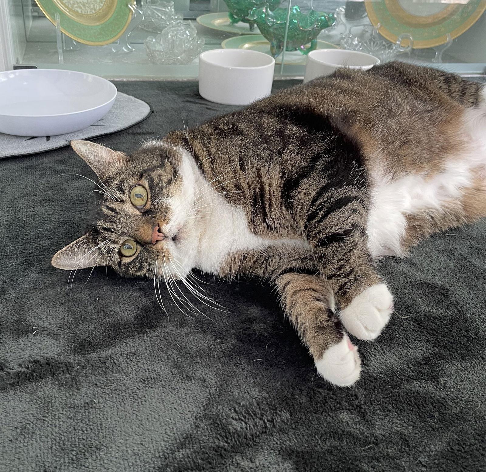 Calvin, a Adoptable Domestic Short Hair in Lutherville, MD image 2/2