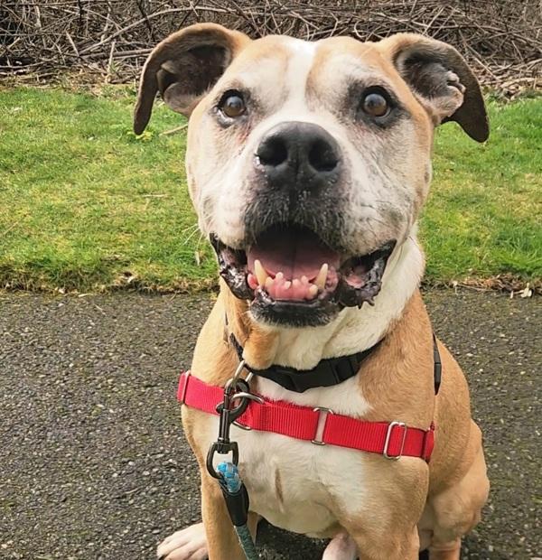 Apollo, Adoptable, Senior Male Boxer.