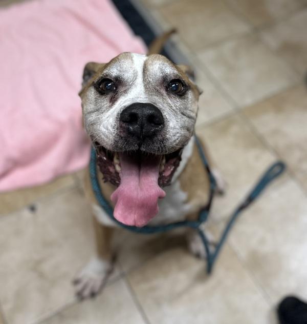 Enlarge Apollo, a Adoptable mixed breed in Troutdale, OR image 2/2