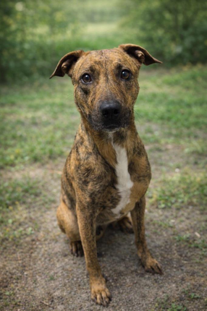 Skylar, Adoptable, Young Female Pit Bull Terrier & Mixed Breed.