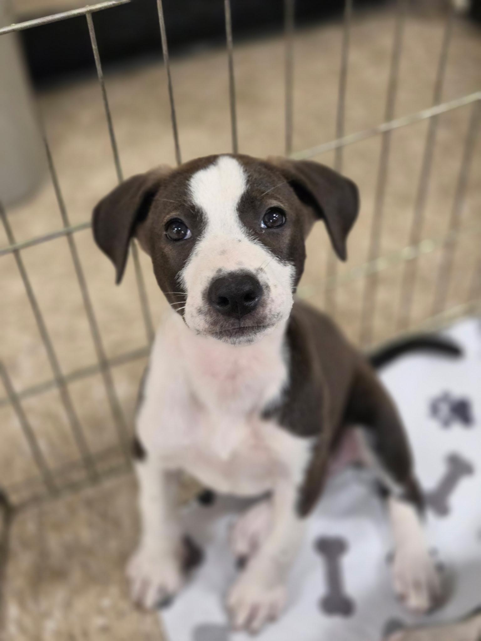 Patriot, Adoptable, Puppy Male Pointer.