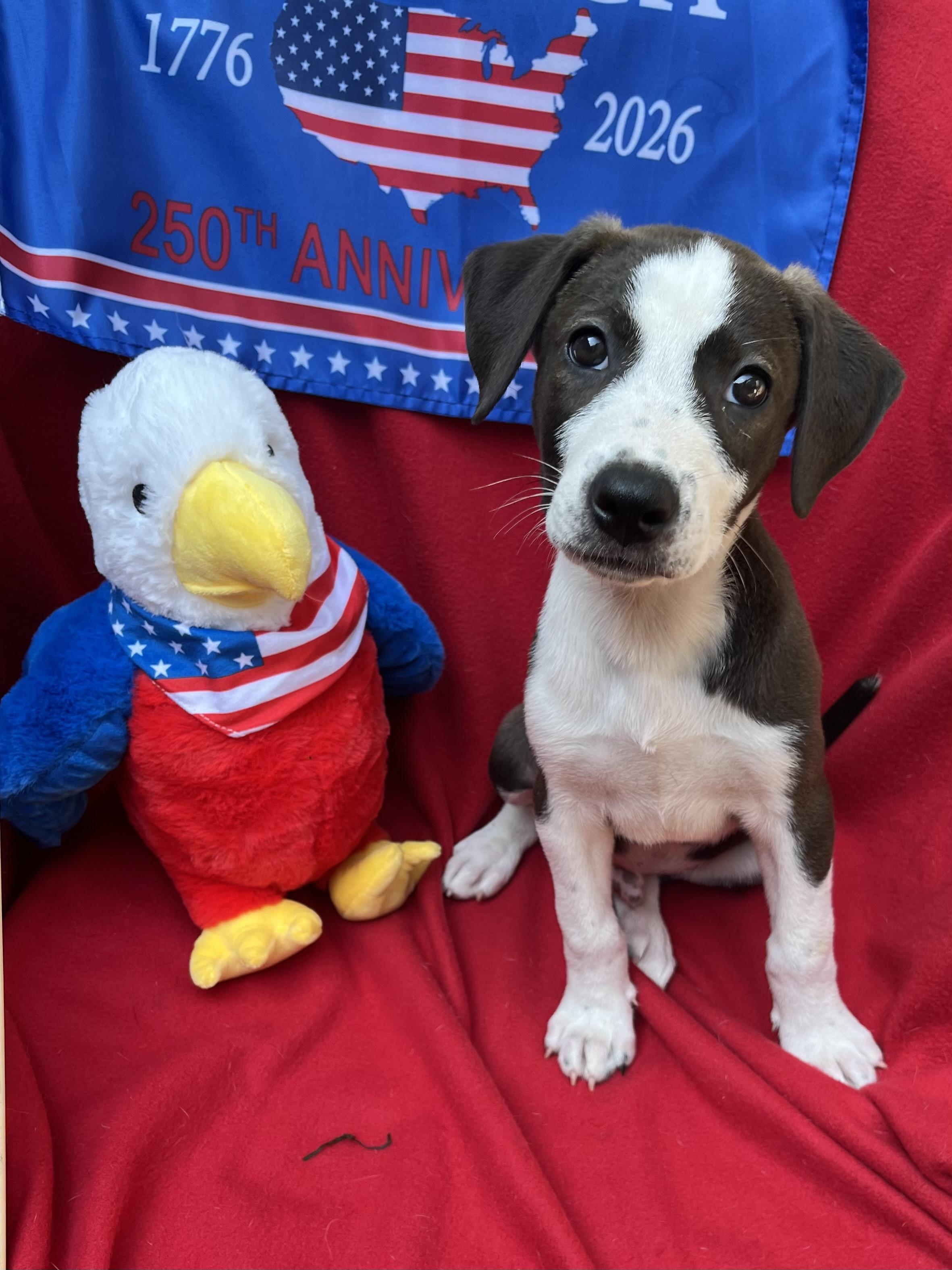 Enlarge Patriot, a Adoptable mixed breed in Greensboro, GA image 4/5