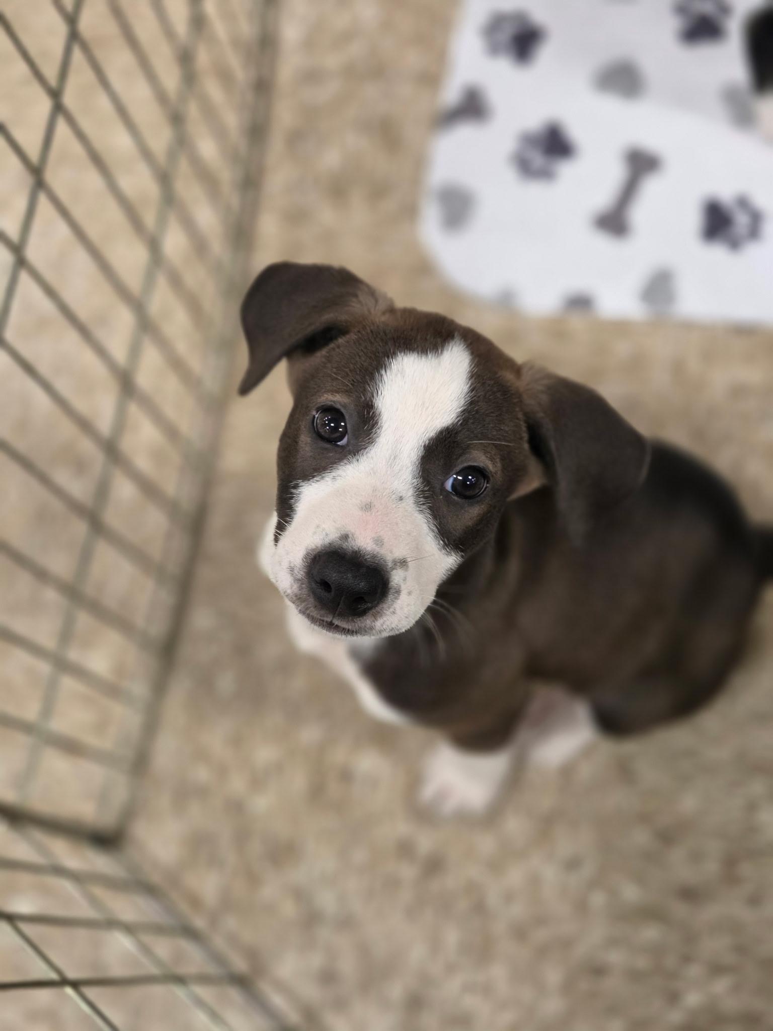 Enlarge Patriot, a Adoptable mixed breed in Greensboro, GA image 3/5
