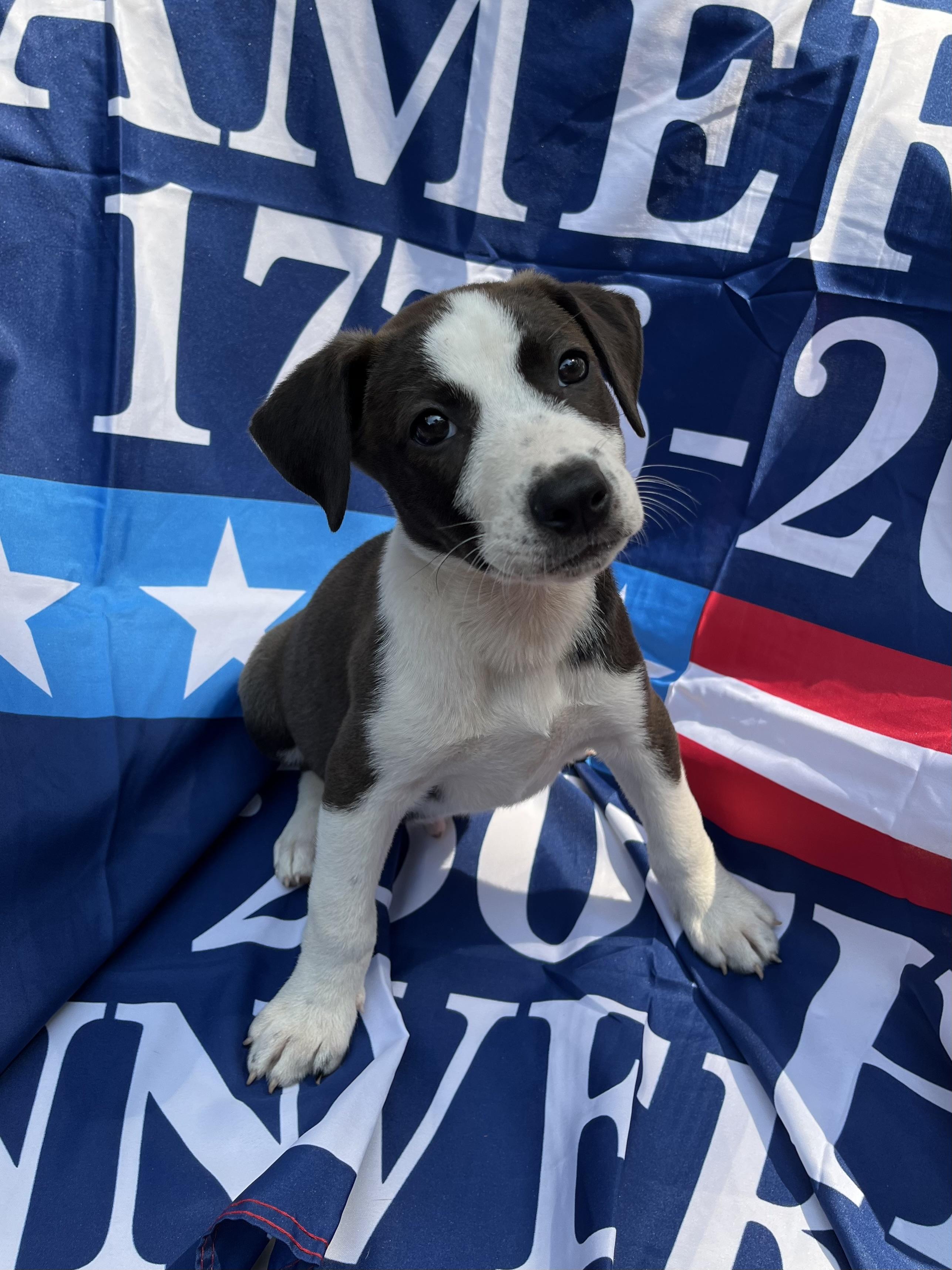 Enlarge Patriot, a Adoptable mixed breed in Greensboro, GA image 5/5