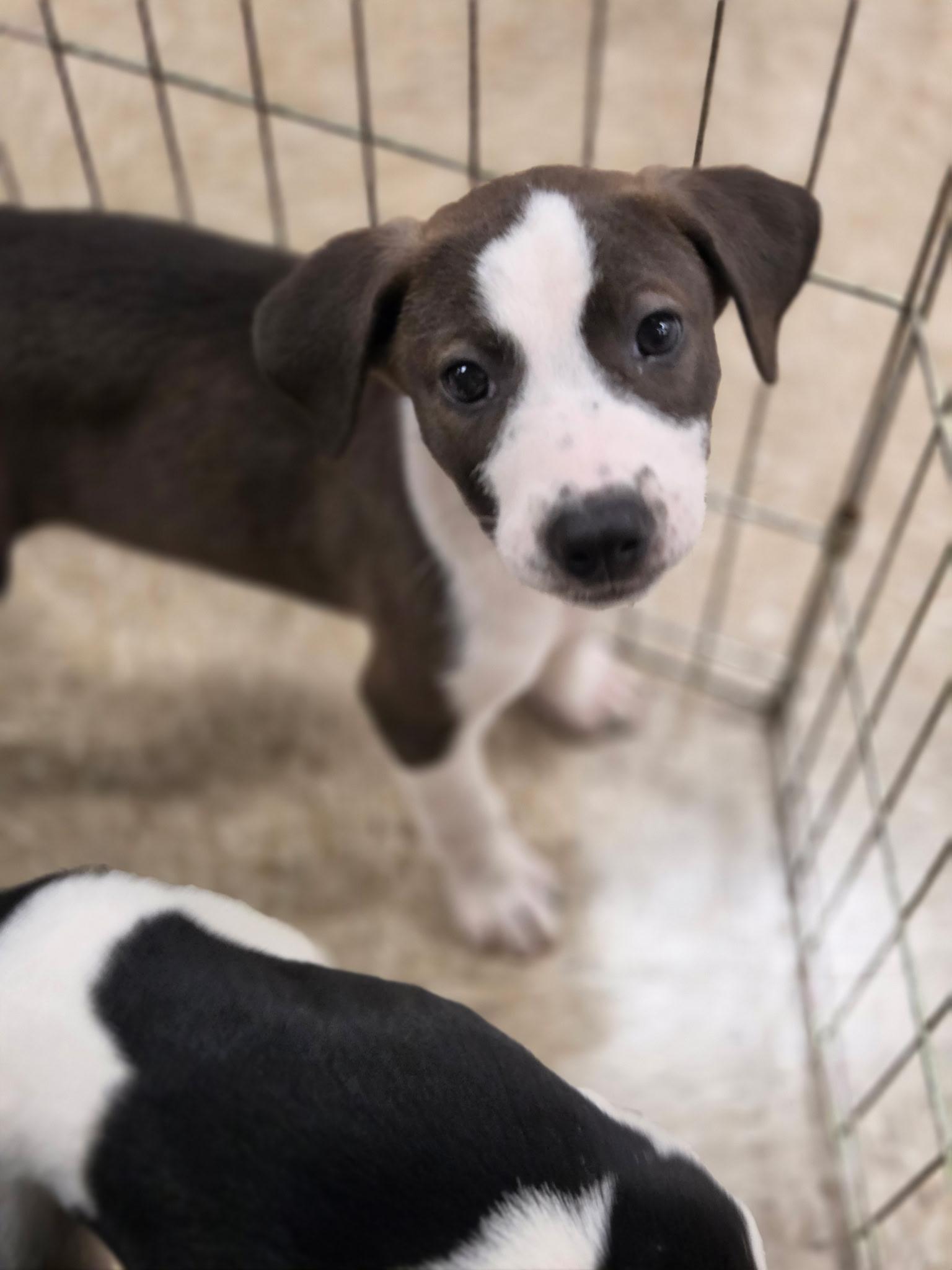 Enlarge Patriot, a Adoptable mixed breed in Greensboro, GA image 2/5