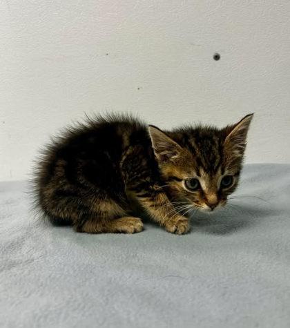 River Rat, Adoptable, Adult Male Domestic Short Hair & Domestic Short Hair.