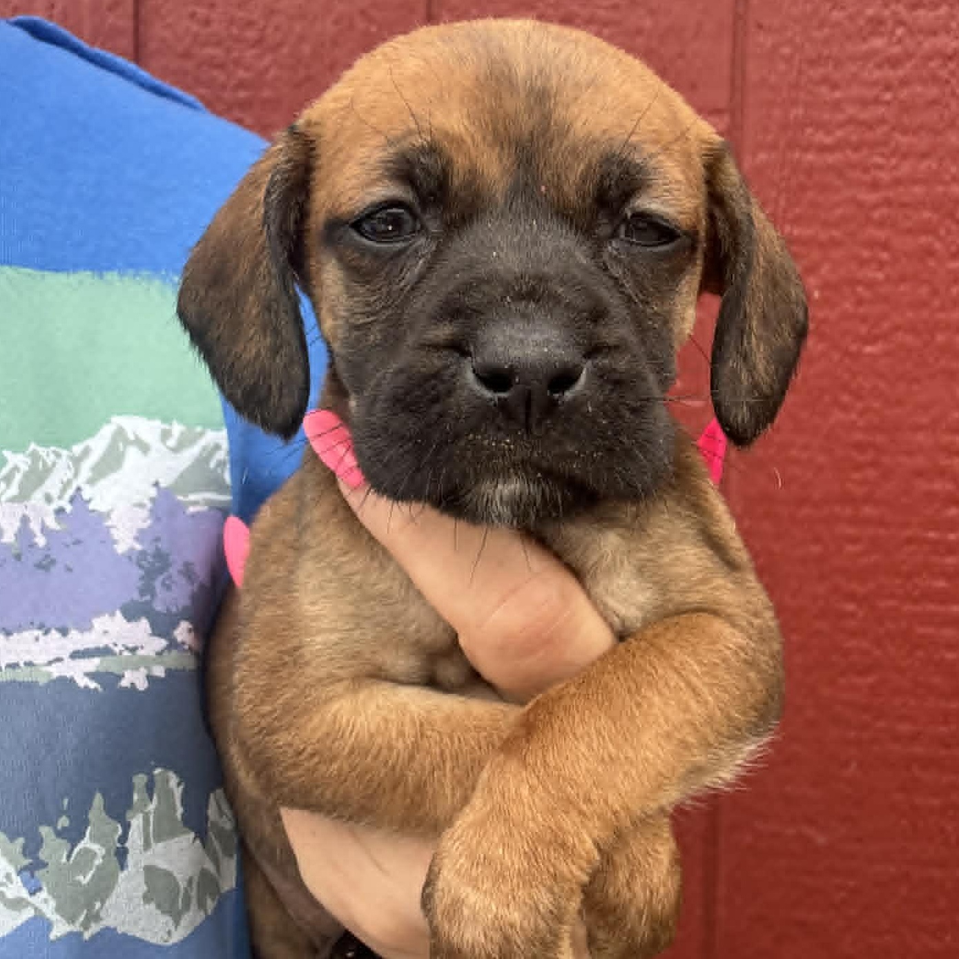 Enlarge Honey, a Adoptable mixed breed in Crosby, TX image 1/1