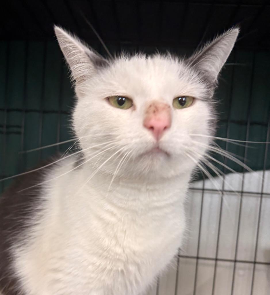 Darcy (aka Luna), Adoptable, Senior Female Domestic Short Hair.