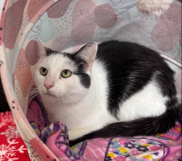 Darcy (aka Luna) — thumbnail 2