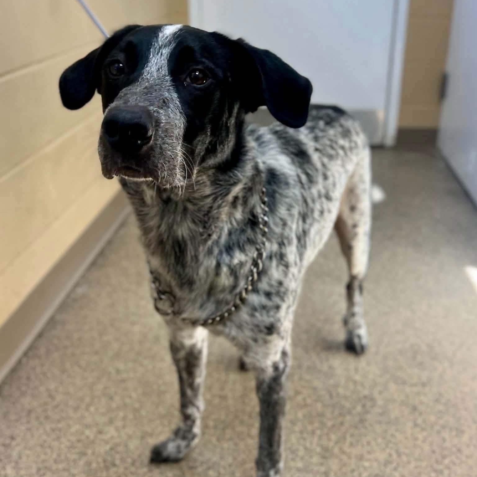 Riggs, Adoptable, Young Male Australian Cattle Dog / Blue Heeler.