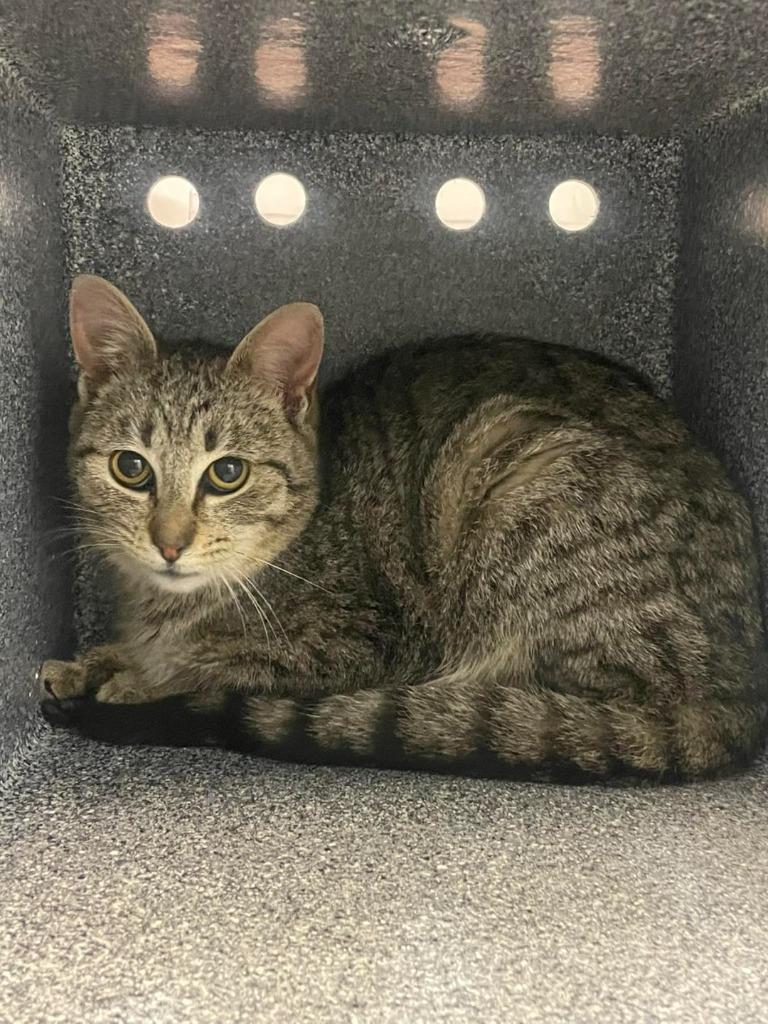 Hawethorne, ADOPTABLE, Adult Male Domestic Short Hair.