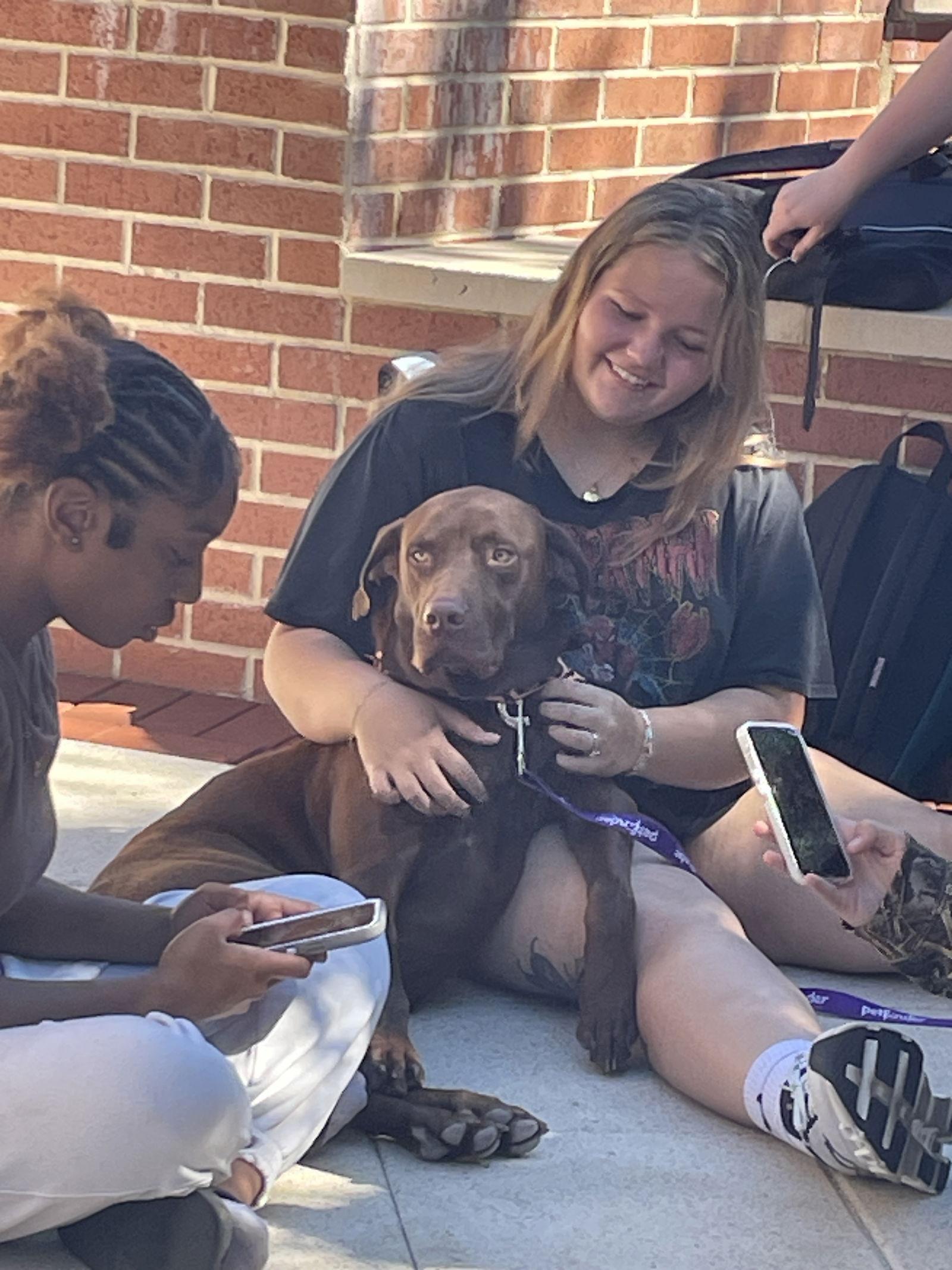 Duck, Adoptable, Adult Male Labrador Retriever.