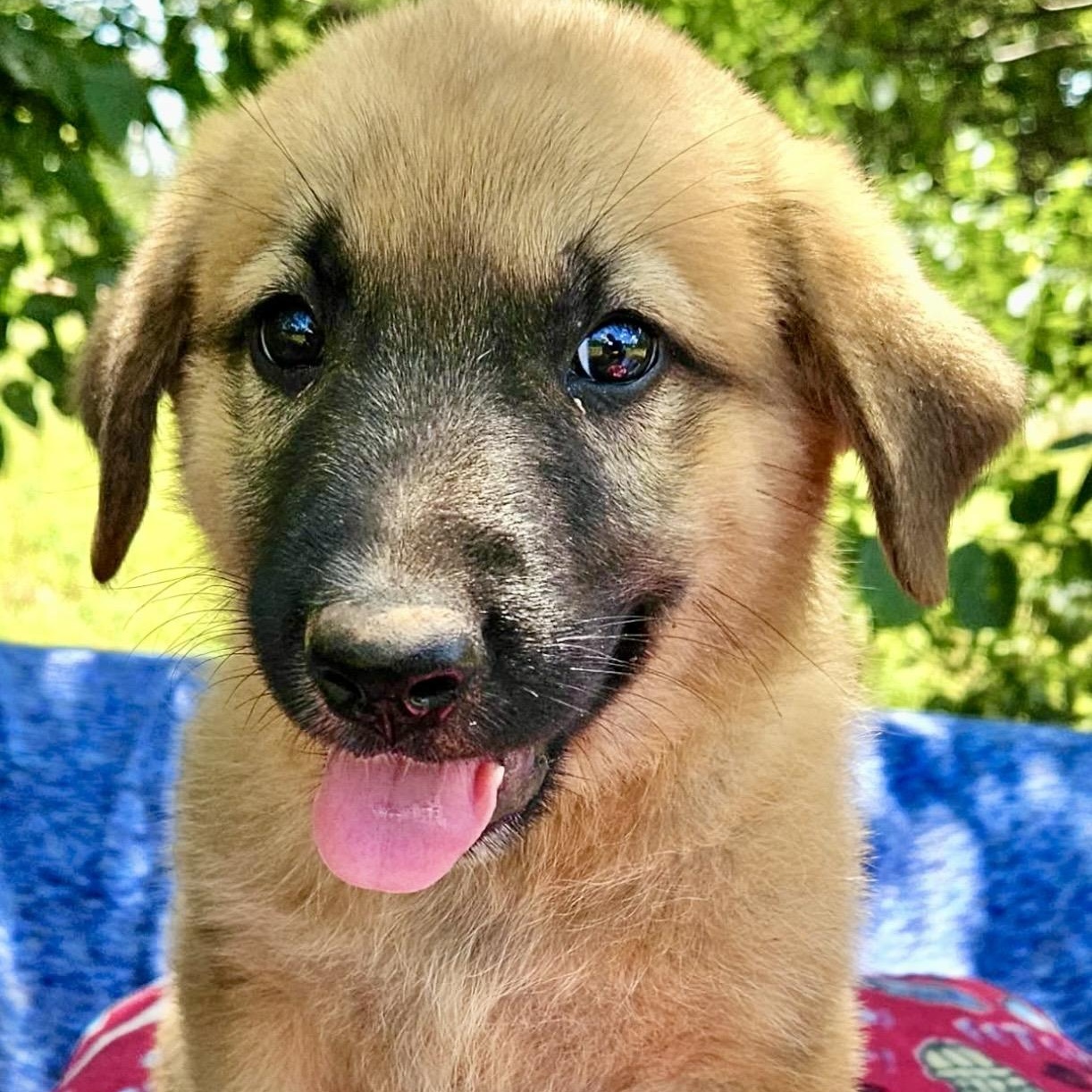 Gimli, an adopted mixed breed in Pelham, NH image 2/6