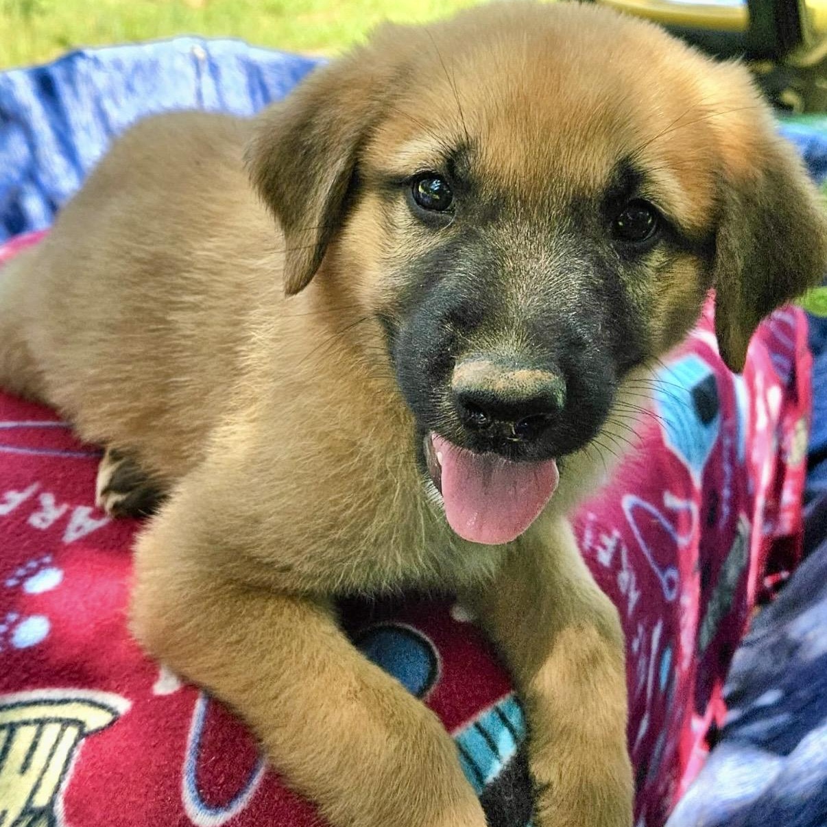 Gimli, an adopted mixed breed in Pelham, NH image 1/6