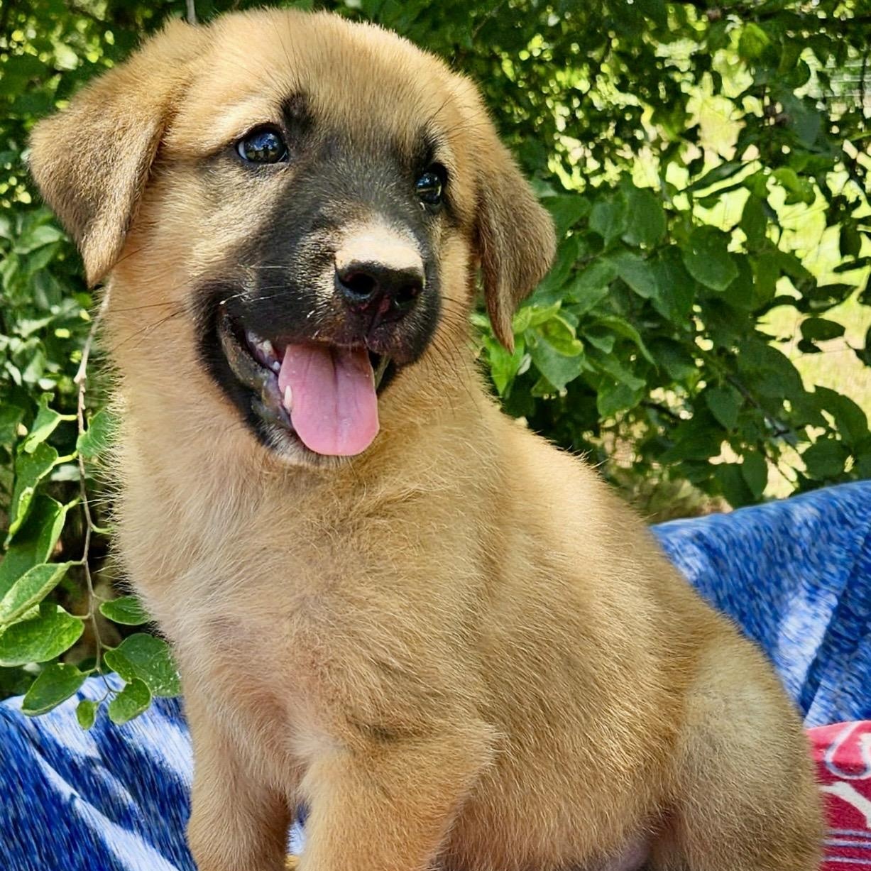 Gimli, an adopted mixed breed in Pelham, NH image 5/6