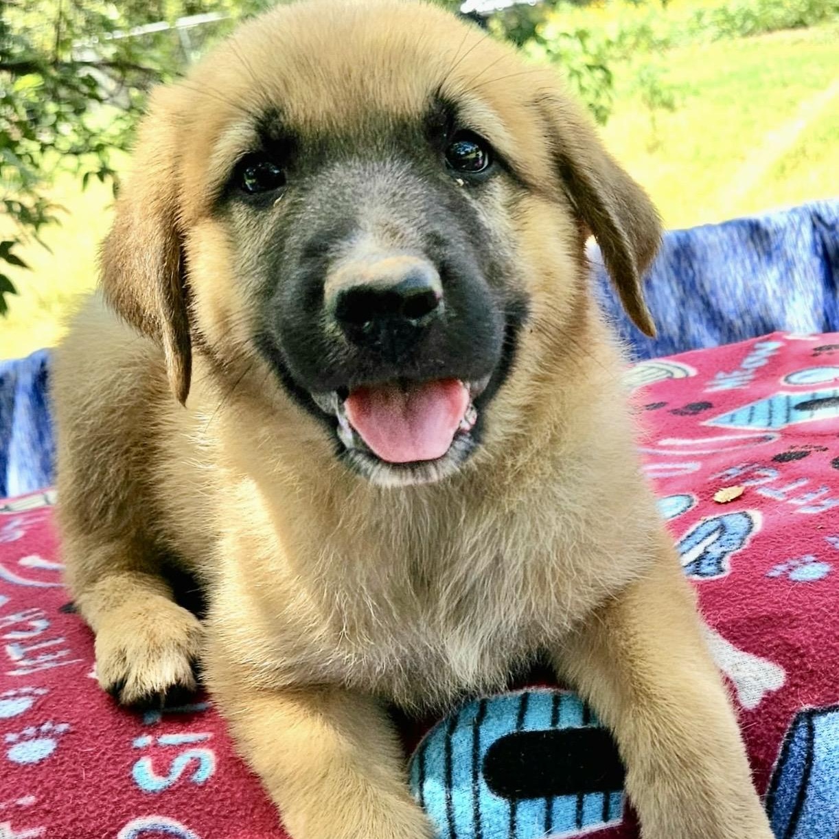 Gimli, an adopted mixed breed in Pelham, NH image 6/6