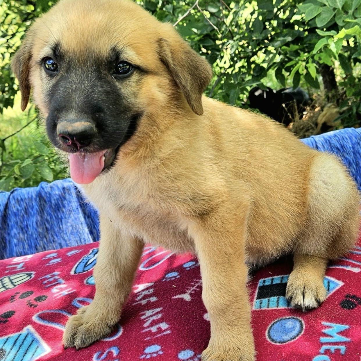 Gimli, an adopted mixed breed in Pelham, NH image 3/6