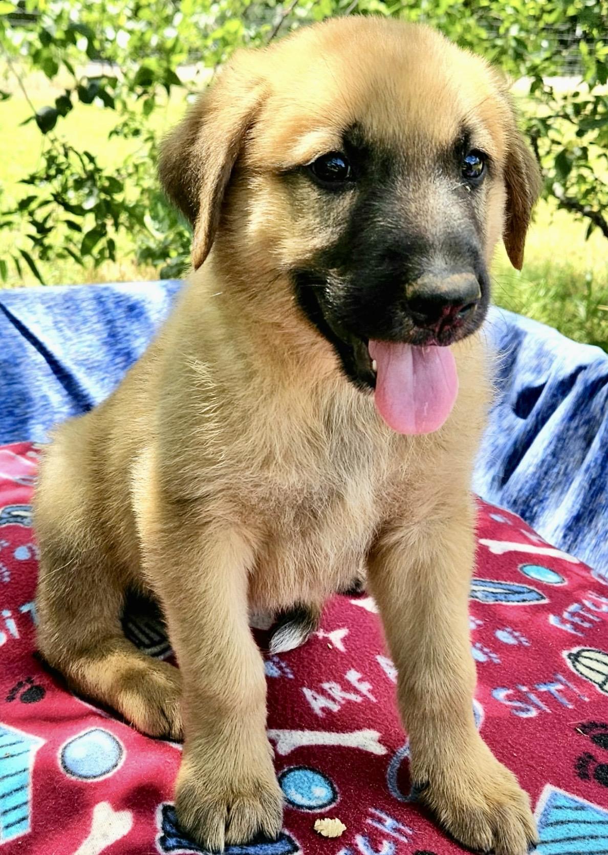 Gimli, an adopted mixed breed in Pelham, NH image 4/6
