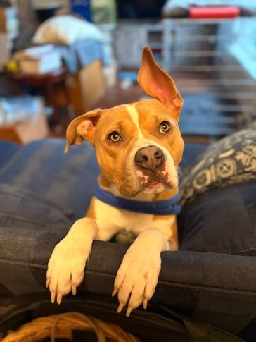Enlarge BINDI, a Adoptable Pit Bull Terrier in Charlotte, NC image 1/1