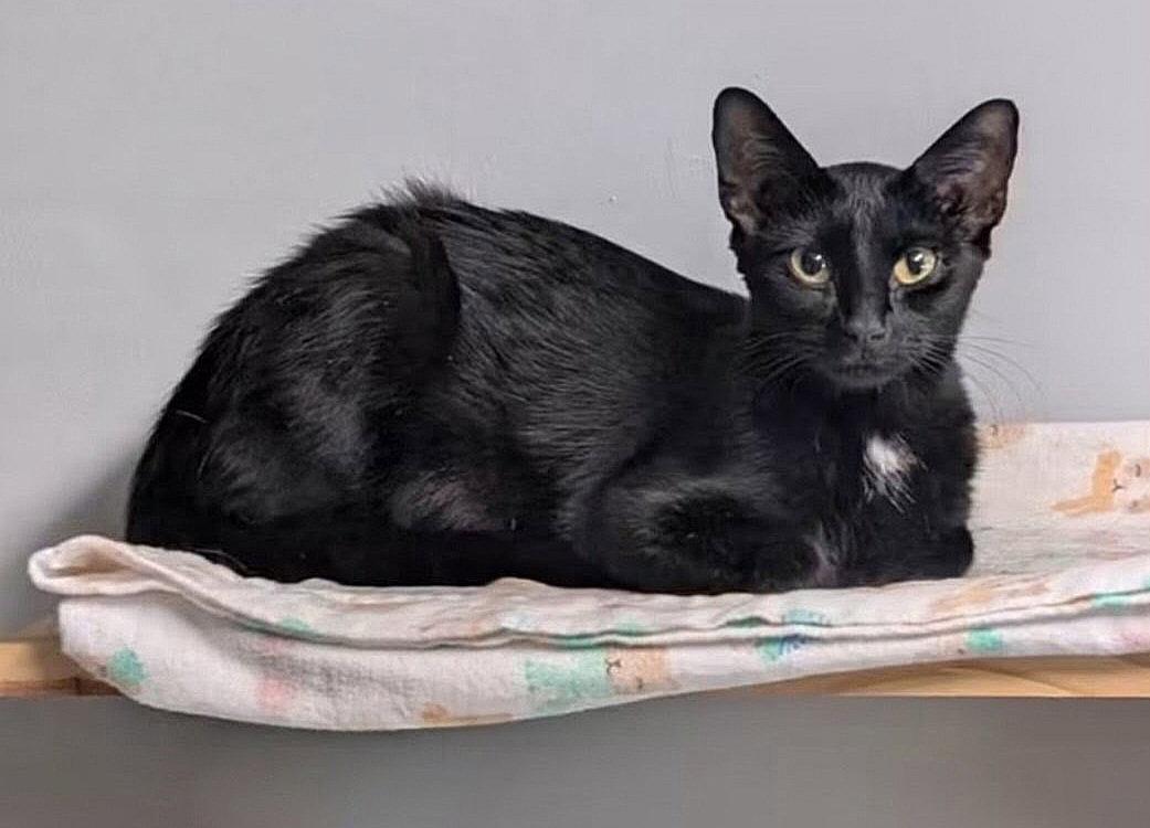 Jade, Adoptable, Young Female Domestic Short Hair.