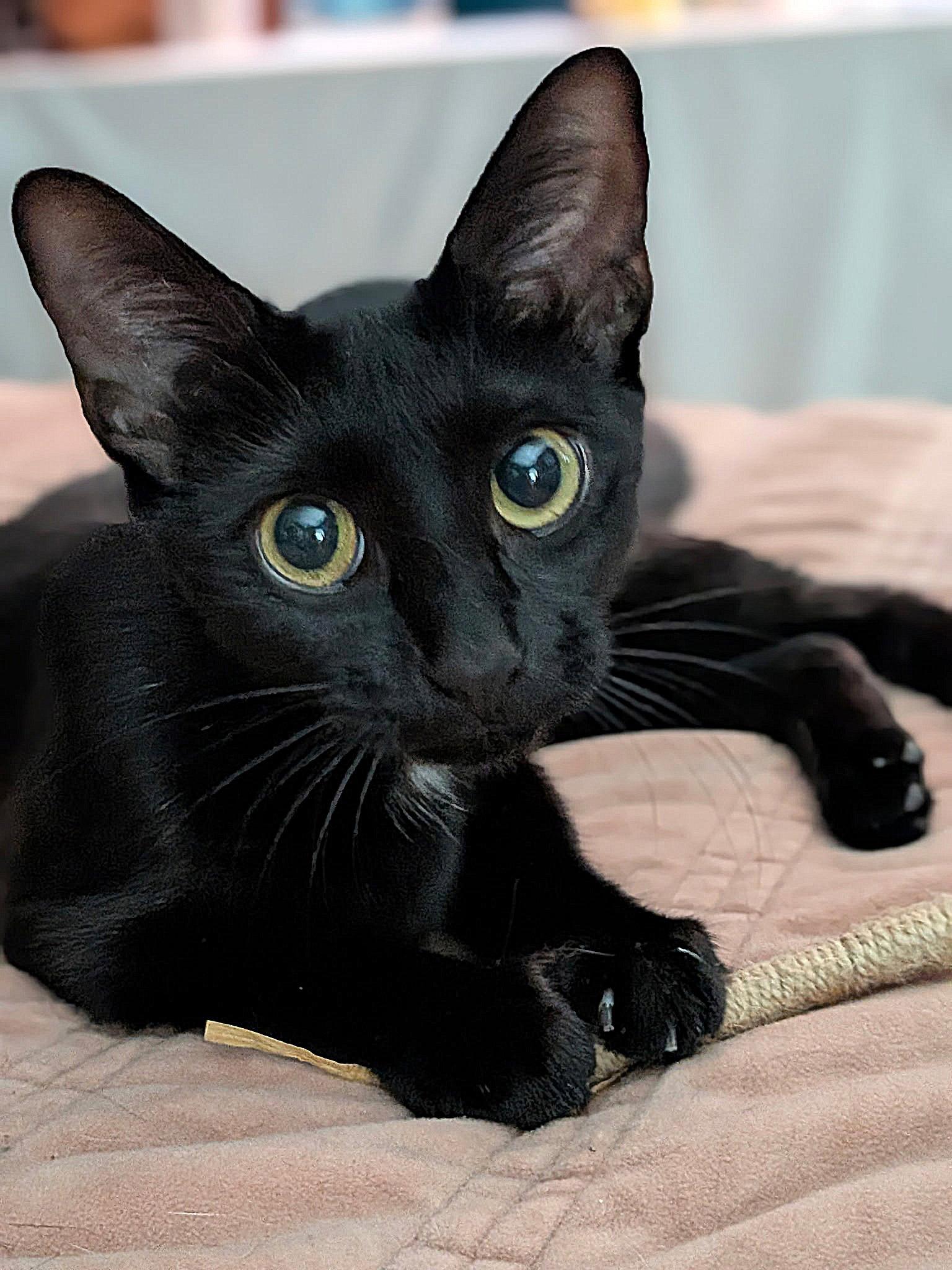 Jade, a Adoptable Domestic Short Hair in Whitehall, PA image 2/3