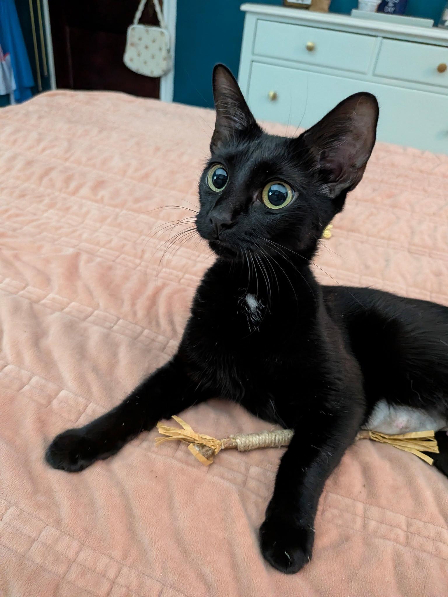 Jade, a Adoptable Domestic Short Hair in Whitehall, PA image 3/3